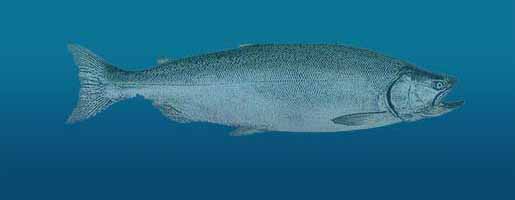 Atlantic Salmon