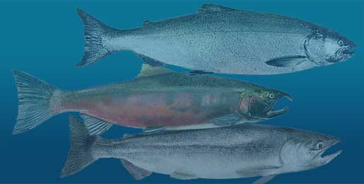 Chinook, Coho and Kokanee Salmon