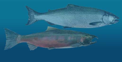 Chinook and Coho Salmon
