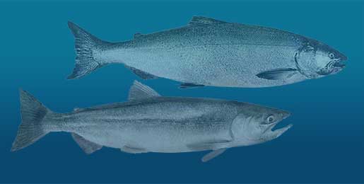 Coho & Kokanee Salmon