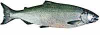 Chinook Salmon