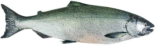 Chinook Salmon