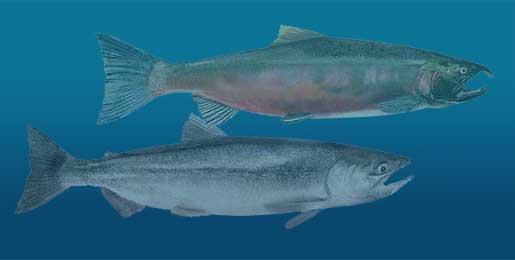 Coho and Kokanee Salmon