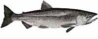 Kokanee Salmon