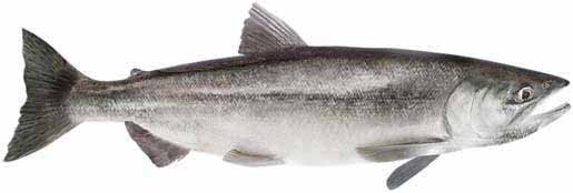 Kokanee Salmon