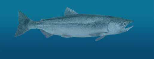 Kokanee Salmon