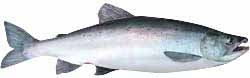 Quabbin Reservoir Popular Fish - Landlocked Atlantic Salmon