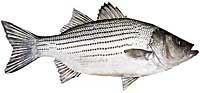 Hybrid Striped Bass