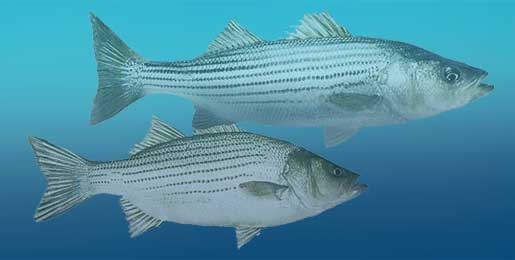 Striped Bass & Hybrid Striper