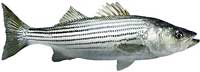 Striped Bass