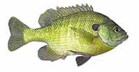 Bluegill