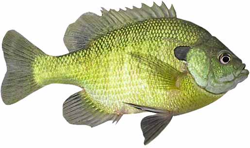 Bluegill