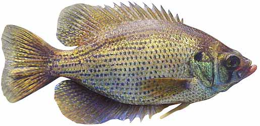 Flier Sunfish
