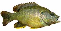 Bluegill