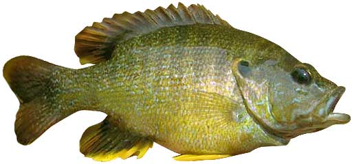 Green Sunfish