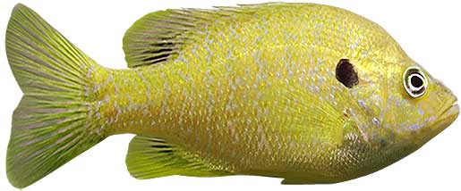 Hybrid Sunfish