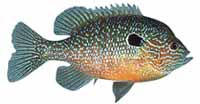 Longear Sunfish