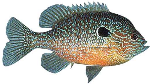 Longear Sunfish