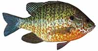 Pumpkinseed Sunfish