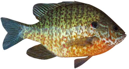 Pumpkinseed Sunfish