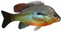 Redbreast Sunfish