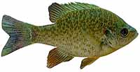 Redear Sunfish