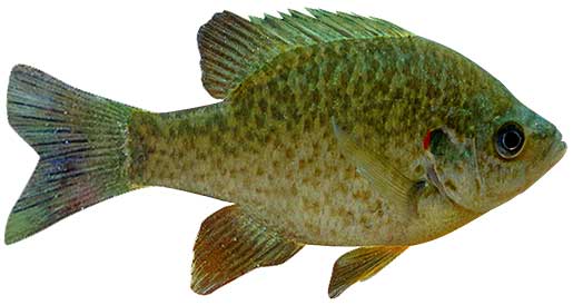 Redear Sunfish