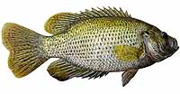 Rock Bass