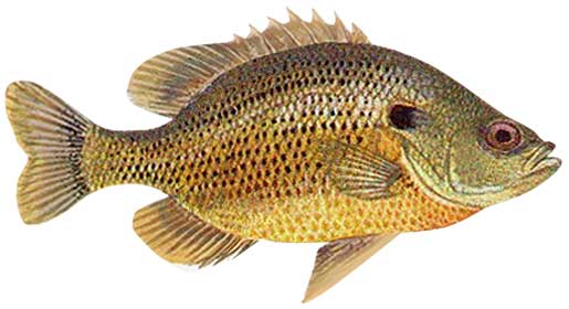 Spotted Sunfish