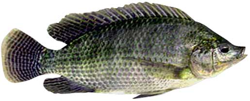 Tilapia