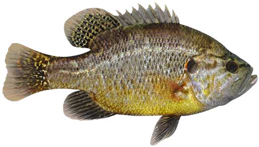 Warmouth