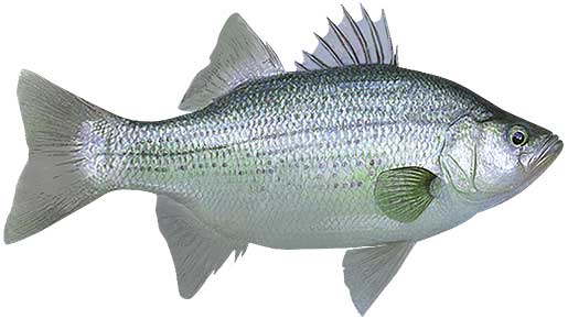 White Bass