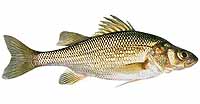 White Perch