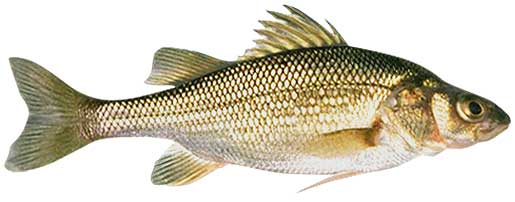 White Perch