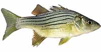 Yellow Bass