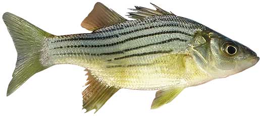 Yellow Bass