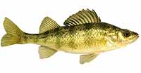 Yellow Perch