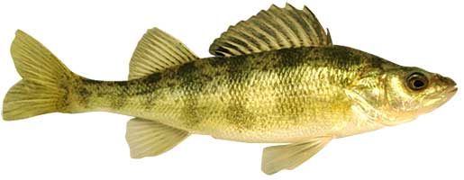 Yellow Perch