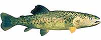 Brook Trout