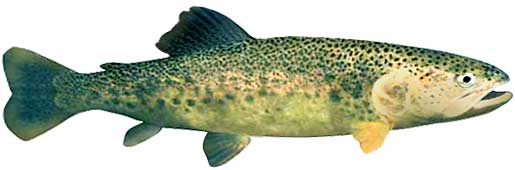 NJ Brook Trout Fishing