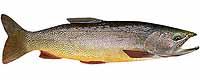 Cutthroat Trout