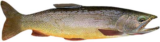 Cutthroat Trout