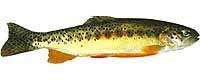 Golden Trout