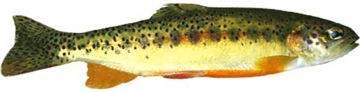 Golden Trout