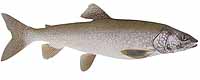 Lake Trout