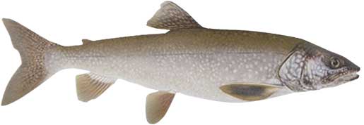 Lake Trout