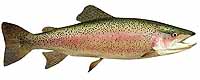 Rainbow Trout