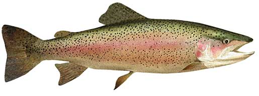 Rainbow Trout