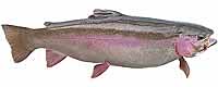 Steelhead
