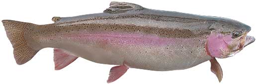 Steelhead Trout